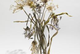 Lilla Tabasso, Agapanthus