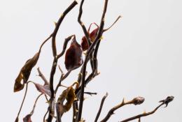 Lilla Tabasso,, Autoritratto inverno