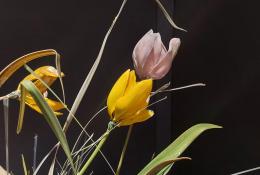 Lilla Tabasso, Uncultivated Garden, 2025, Glass