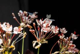 Lilla Tabasso, Crispijn de Passe Renaissance Garden, 2024-2025, Ph. Fred Dott