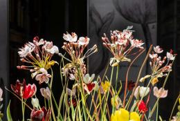 Lilla Tabasso, Crispijn de Passe Renaissance Garden, 2024-2025, Ph. Fred Dott