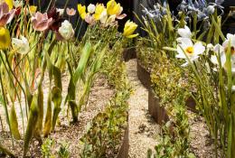 Lilla Tabasso, Crispijn de Passe Renaissance Garden, 2024-2025, Ph. Fred Dott