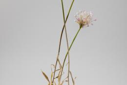 Lilla Tabasso (Milan IT, 1973), Plates series, Unique pieces, Milan, 2025, Murano glass lamp-worked by the artist, brass