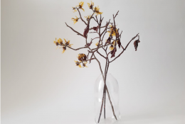 Hamamelis