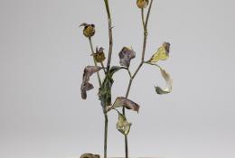 Lilla Tabasso (Milan IT, 1973), Marble series, Unique pieces, Milan, 2025, Murano glass lamp-worked by the artist, marble