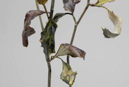 Lilla Tabasso (Milan IT, 1973), Marble series, Unique pieces, Milan, 2025, Murano glass lamp-worked by the artist, marble