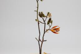 Lilla Tabasso (Milan IT, 1973), Marble series, Unique pieces, Milan, 2025, Murano glass lamp-worked by the artist, marble