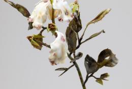 Lilla Tabasso (Milan IT, 1973), Marble series, Unique pieces, Milan, 2025, Murano glass lamp-worked by the artist, marble