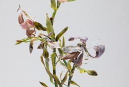 Lilla Tabasso (Milan IT, 1973), Marble series, Unique pieces, Milan, 2025, Murano glass lamp-worked by the artist, marble