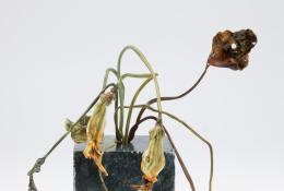 Lilla Tabasso (Milan IT, 1973), Marble series, Unique pieces, Milan, 2025, Murano glass lamp-worked by the artist, marble