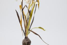 Lilla Tabasso (Milan IT, 1973), Marble series, Unique pieces, Milan, 2025, Murano glass lamp-worked by the artist, marble