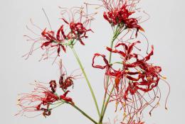 Lilla Tabasso (Milan IT, 1973), Plates series, Unique pieces, Milan, 2025, Murano glass lamp-worked by the artist, brass