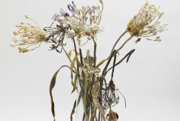 agapanthus