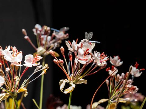Lilla Tabasso, Crispijn de Passe Garden, 2024-2025, Lamp-worked Murano glass